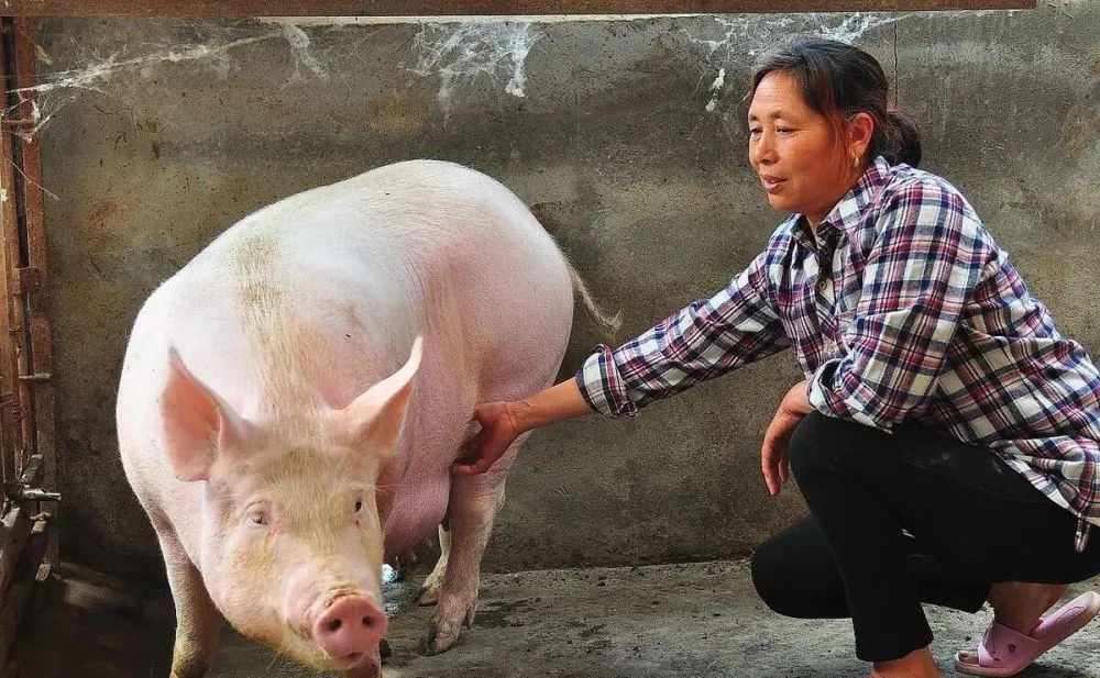 从中医角度解读母猪饲养过程中存在的问题，很实用！