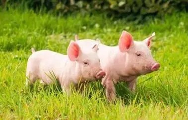这些让猪快速出栏的饲养管理技术，你都学会了吗？
