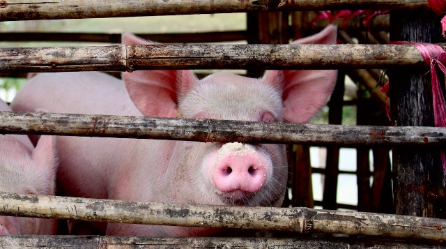 猪都有哪些常见的皮肤病？本文都总结好了