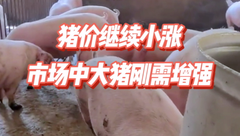 11月19日生猪价格：小幅连涨！市场腌腊需求逐步兑现，养殖端恐慌出栏心态减弱！