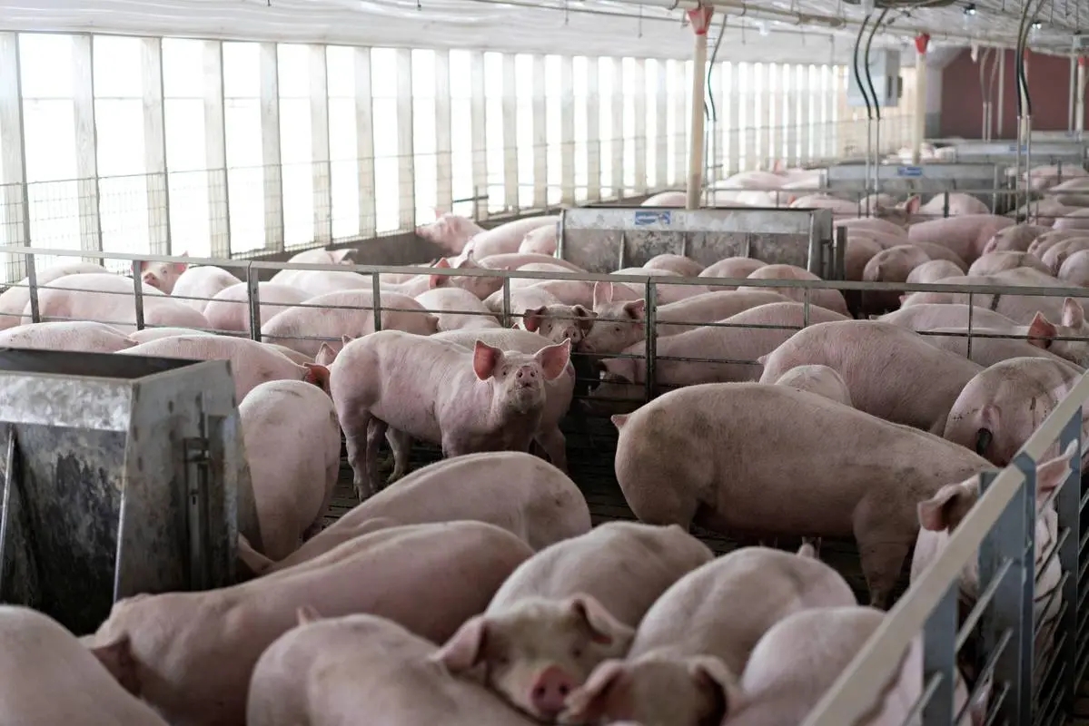 大猪企不去产能，将无猪周期？产能去化背景下行业周期何时上升？