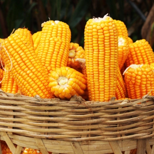 丰产局面基本奠定，预计四季度玉米价格或难有突破性上行趋势