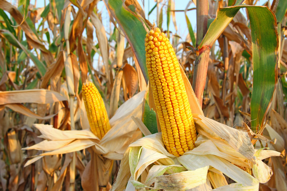2023年11月19日全国各省市玉米价格行情，玉米市场供强需弱格局或延续？