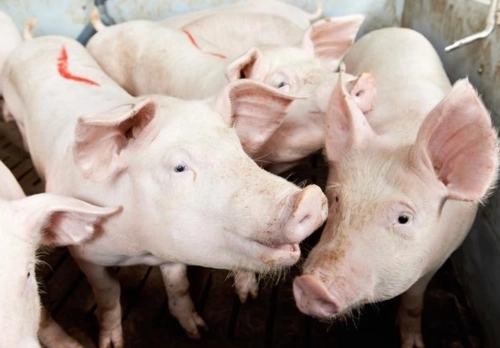 2023年11月19日全国各省市外三元生猪价格，7连涨！市场普遍认为猪价有趋势上涨的走势？