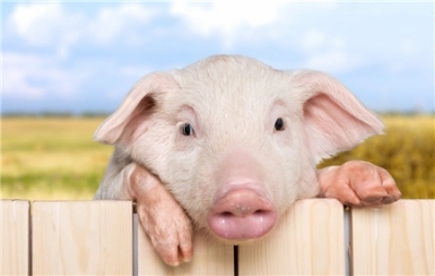 2023年11月19日全国各省市15公斤仔猪价格行情报价，均价下跌0.16元/公斤，仔猪价格何时能迎来反弹？