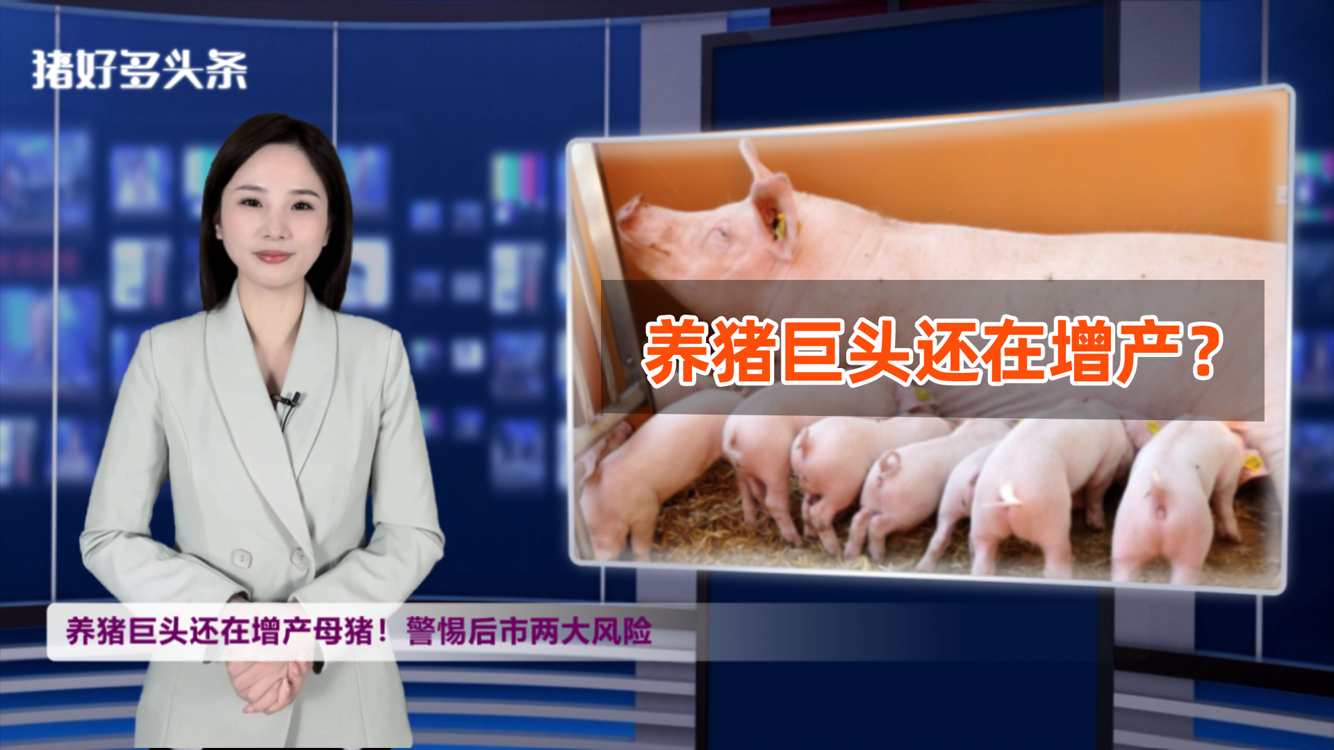 巨头还在增产母猪！11-12月生猪供应或超额？警惕后市两大风险