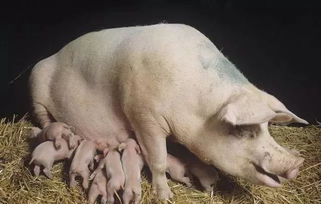 养猪技术：母猪饲喂适当添加这几样东西效果好