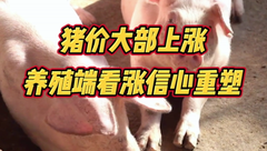 11月20日生猪价格：涨涨涨！猪价维持涨势，重心逐步向上调整！