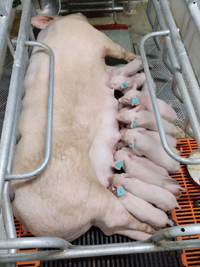 扬翔种猪