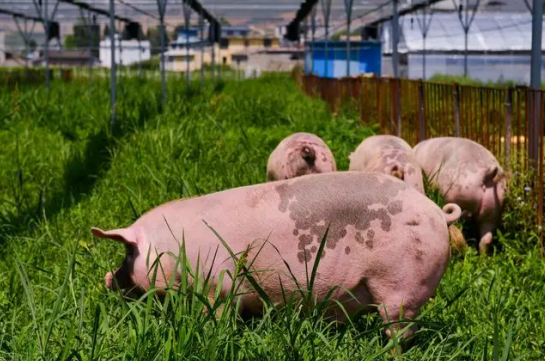 青饲料在母猪繁殖作用中起着怎样作用？