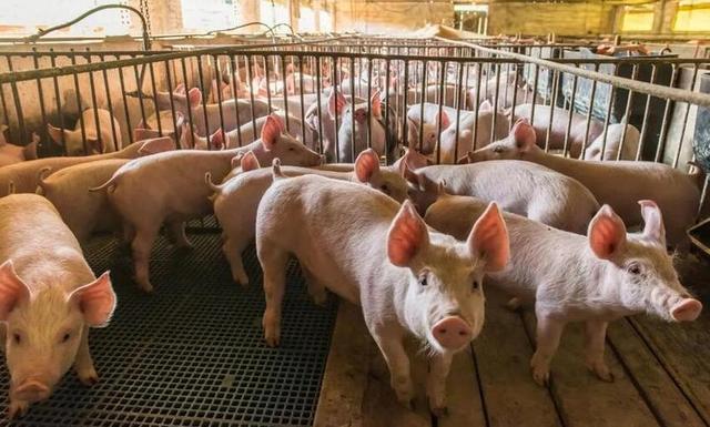 猪肉价格下跌超40%，养猪行业亏损严重，养猪人如何求稳？