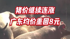 11月21日生猪价格：连涨！出栏增多供应有压力，持续上涨动力或不足？