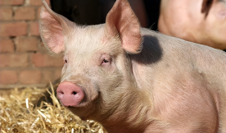 11月23日猪价“大变脸”！21地集体转跌，但生猪市场仍存回暖预期