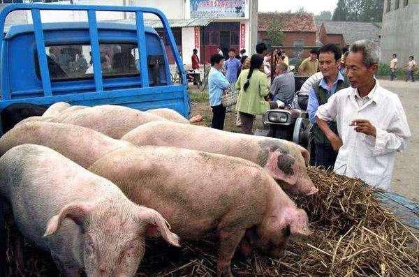 18省猪价“飘绿”，此番猪价“由涨入跌”的原因是啥？