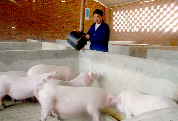 猪出现亚硝酸盐中毒中毒，不知道该怎么办？