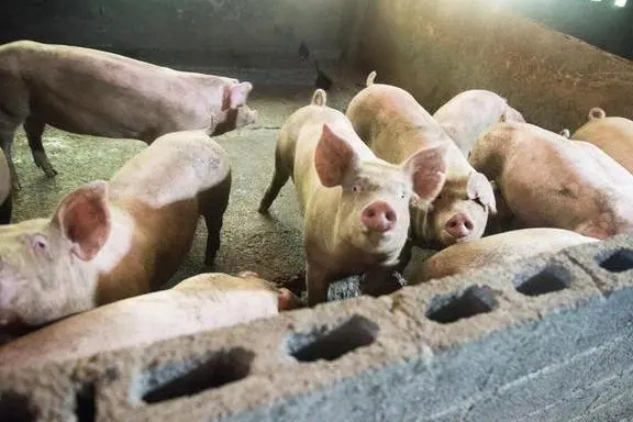 2023年11月25日全国各省市土杂猪生猪价格，猪价上涨承压，猪价旺季不旺是为何？