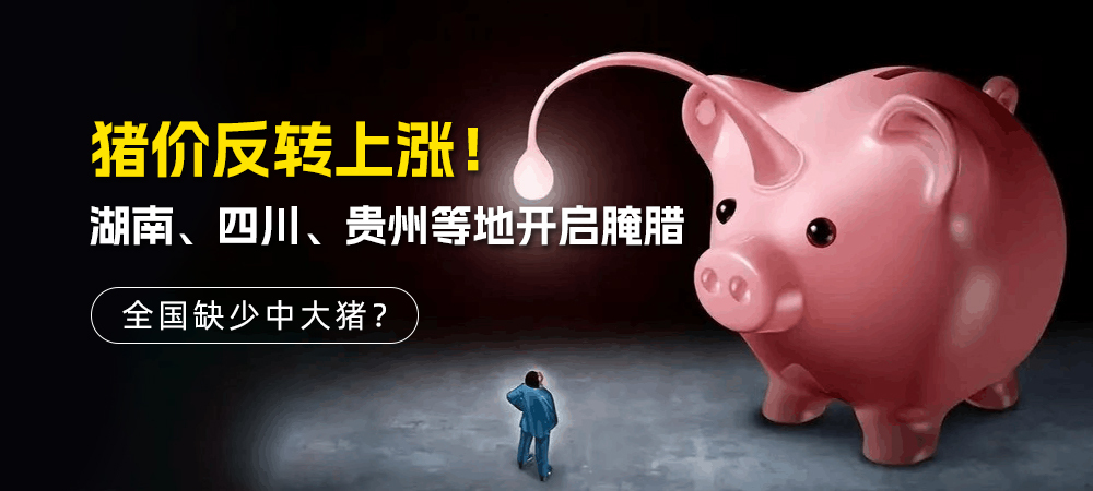 猪价反转上涨！湖南、四川、贵州等地开启腌腊，全国缺少中大猪？