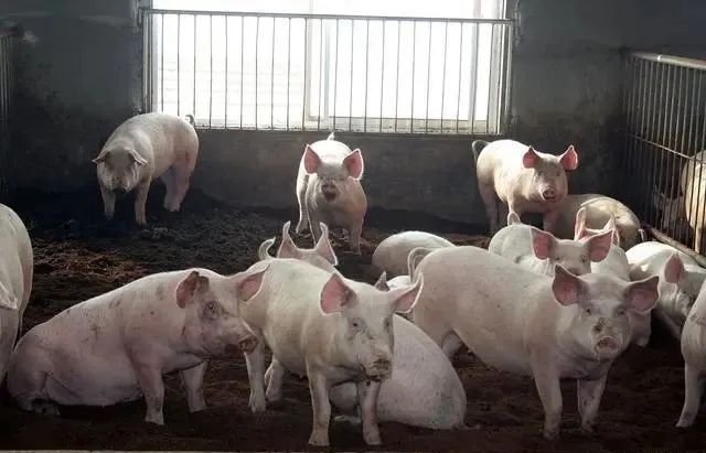 2023年11月27日全国各省市土杂猪生猪价格，生猪市场供强需弱态势凸显，猪价跌跌不休？