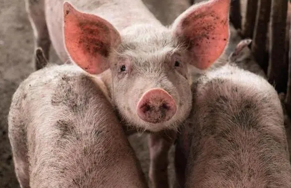 2023年11月27日全国各省市内三元生猪价格，11月底前猪价或难有实质反弹的预期？