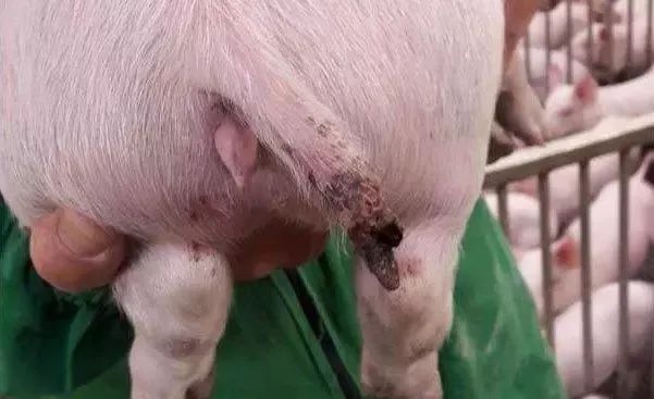 规模化的养猪场更容易出现猪咬尾症，如何防控？