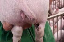 规模化的养猪场为啥容易出现猪咬尾症？