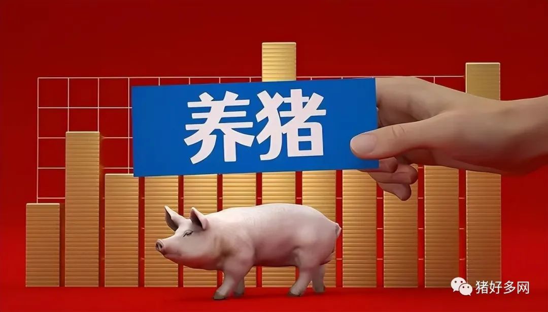 养猪