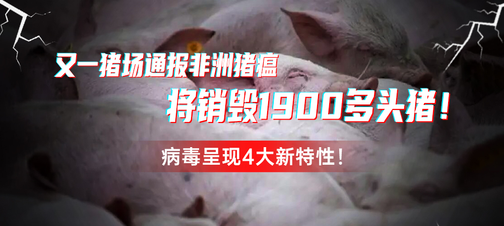 又一猪场通报非洲猪瘟，将销毁1900多头猪！病毒呈现4大新特性！