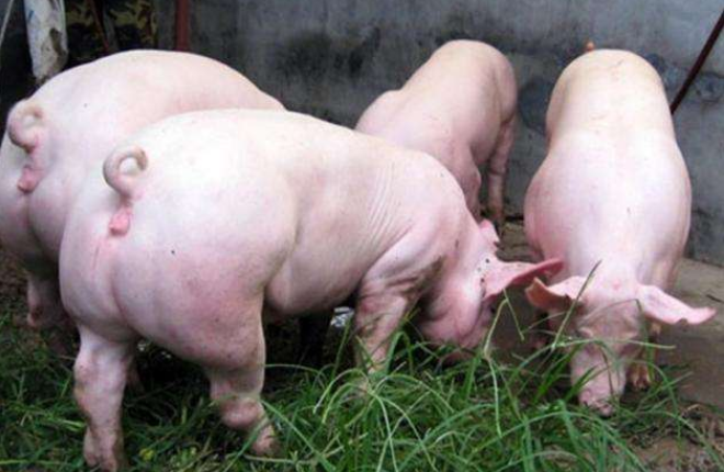 猪场常见肢蹄病，治疗方法集锦，养猪人你知道么？