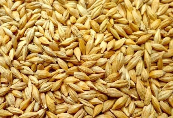 大麦的功效以及饲用价值有哪些?