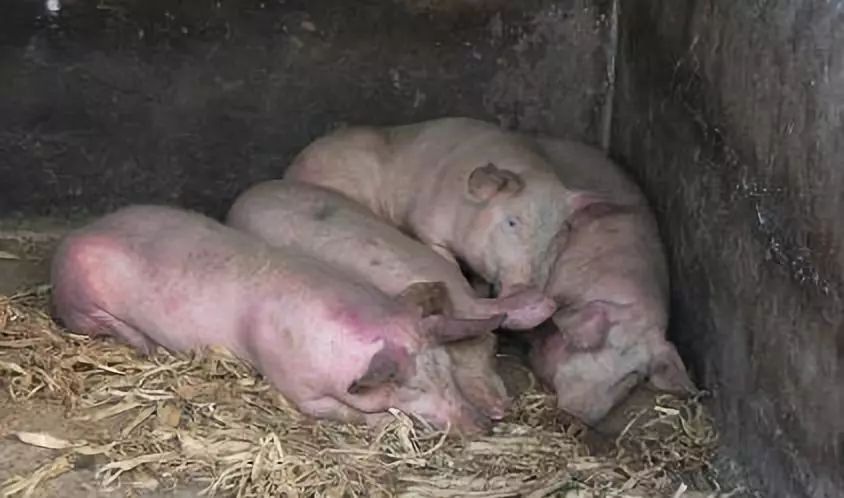 发病迅速，可导致猪群几乎100％发病，养猪人一定要重视猪流感！