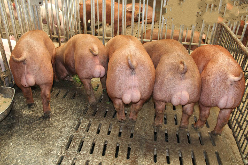高效养猪宝典：种猪管理的五大漏洞 