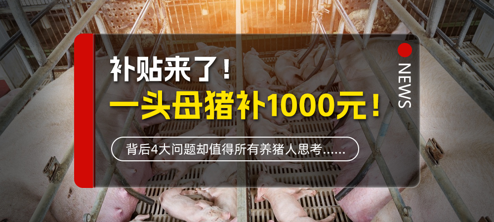 补贴来了！一头母猪补1000元！背后4大问题却值得所有养猪人思考……