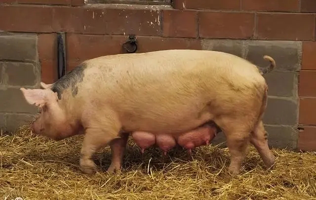不同阶段出现的母猪繁殖问题原因有哪些？你肯定遇到过