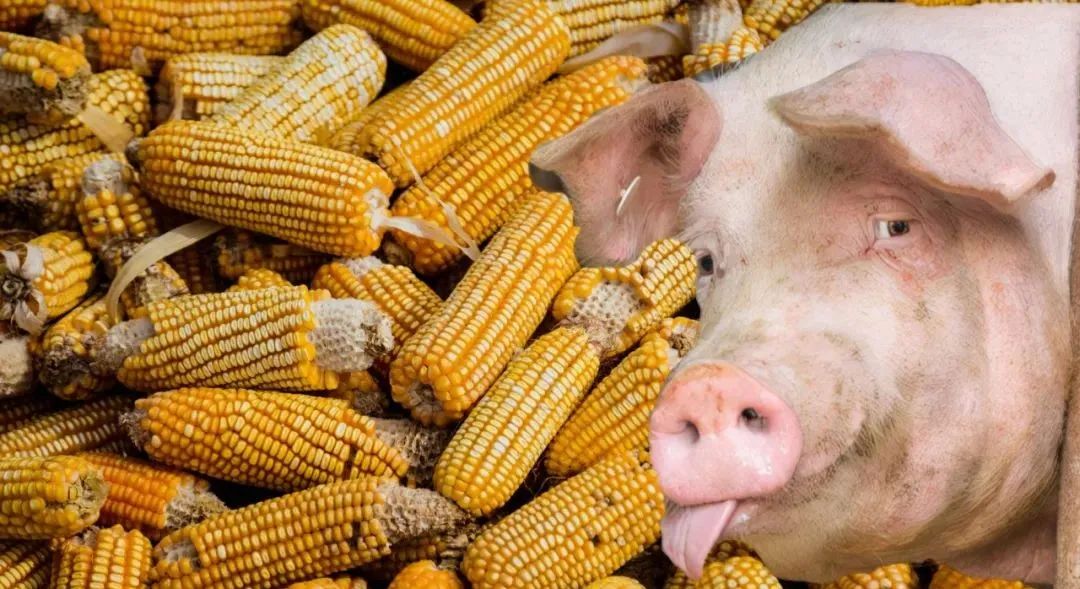 如何识别发霉玉米？为什么发霉的玉米不能喂猪？