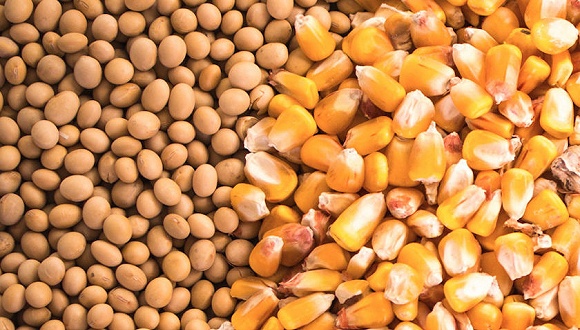 岁末将至，豆粕、玉米双双“变天”，市场发生了啥？