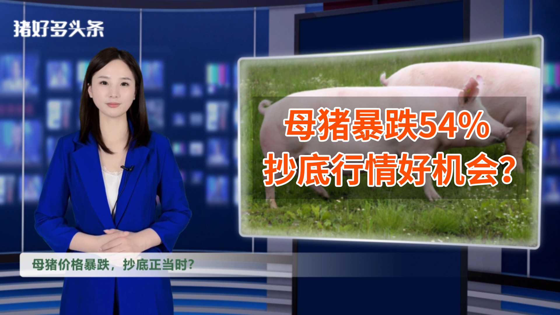 全国母猪价格暴跌54%，屠宰暴涨36%！抄底的时候到了？