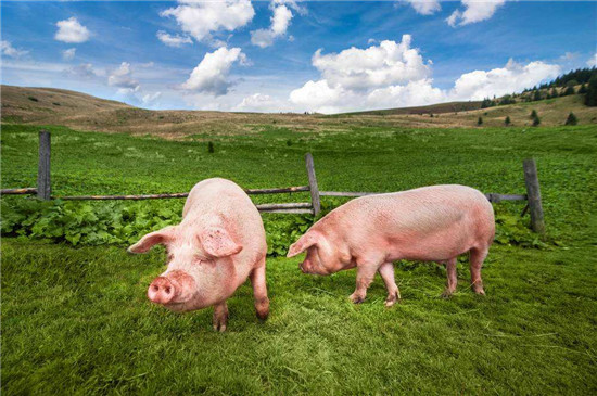 我国生猪产业现状与未来发展趋势：生猪产能已恢复，猪肉供给充足