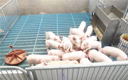 防止猪饲料中毒，提醒您10种饲料勿喂猪