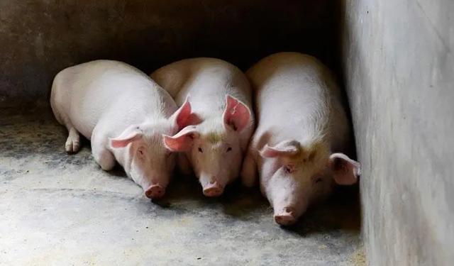 冬季怎样提高猪的生长速度？方法都总结好了