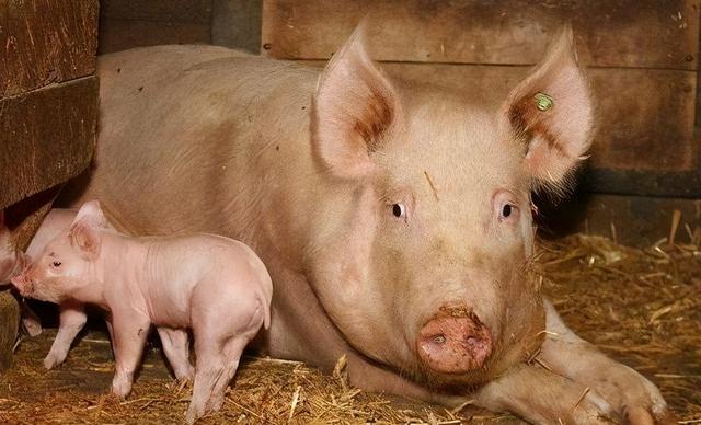 发病率高，导致母猪繁殖障碍的环境因素有哪些？