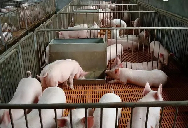 建议养猪人都看看！生猪养殖废水沼液脱氮技术