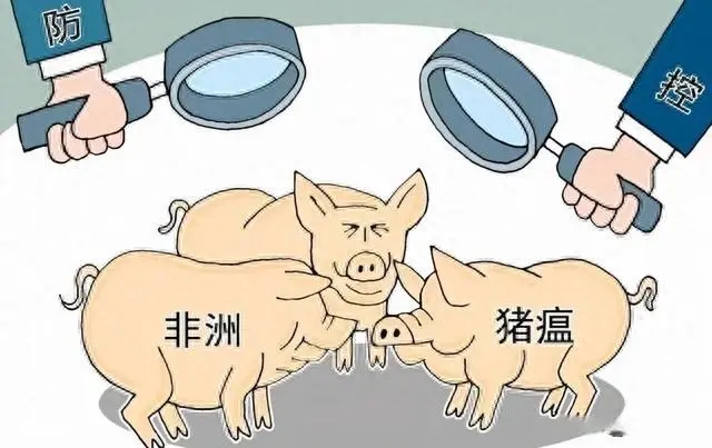 仇华吉：关于非洲猪瘟疫情的“拔牙”与“带毒生产”