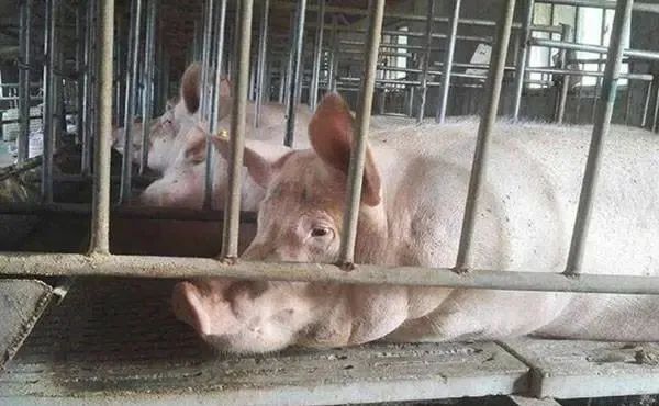 10月末能繁母猪存栏略降 规模以上生猪定点屠宰企业屠宰量继续上涨
