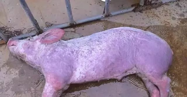猪场该如何科学有效的防治猪瘟？