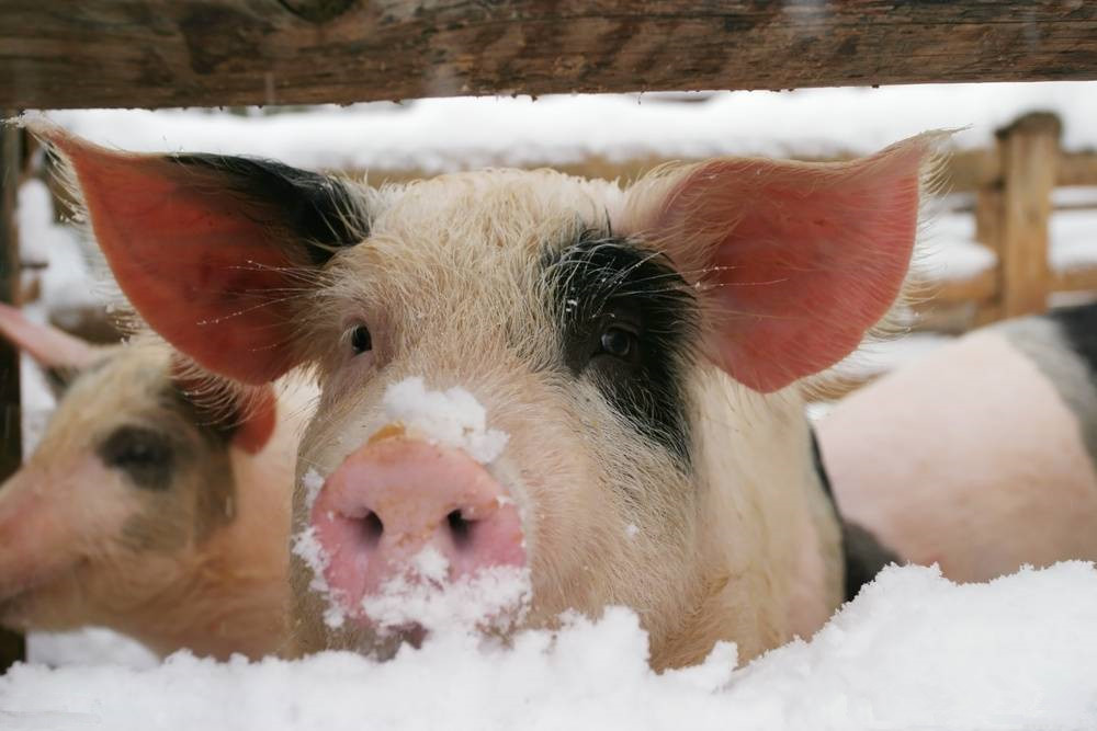 最强寒潮即将来袭，猪场如何防冻抗寒？