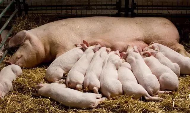 为什么母猪在分娩过后，不能贸然加大喂食量？