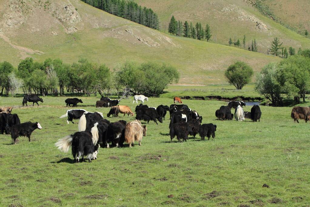 交流各地经验做法，全国畜牧业生产形势分析会在浙江杭州召开！