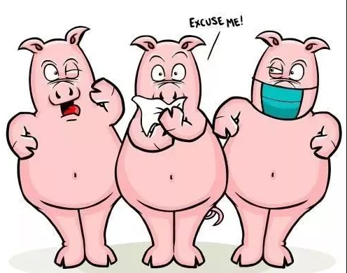 为什么非洲猪瘟先感染母猪和育肥猪，再感染保育猪？仇华吉老师这样说