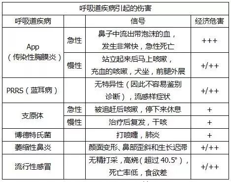 猪呼吸道病的危害有哪些？