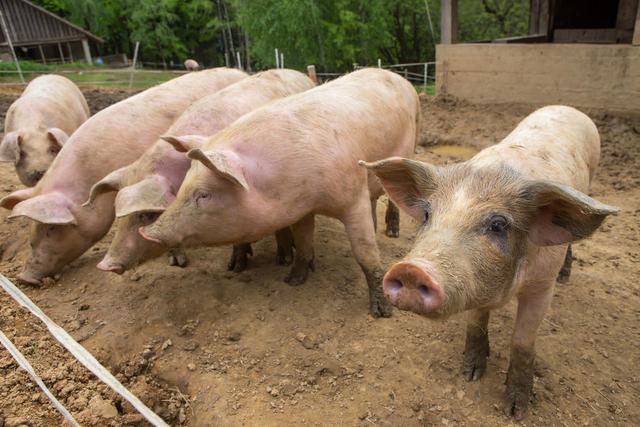 中兽药治疗猪腹泻效果如何？几种常见猪腹泻病的中药治疗及防控措施
